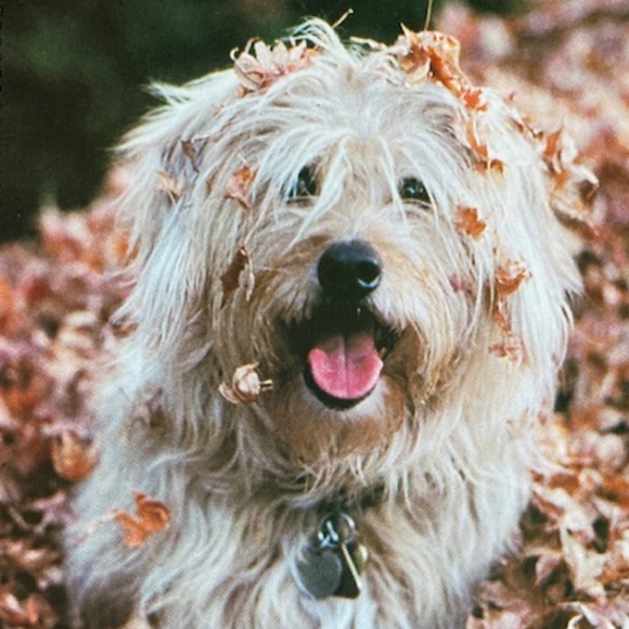 Yippee it's FALL!!!!!!!!! - Picture 1 of 2